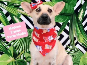 Cachorro raça SRD-ViraLata idade 2 anos nome Madonna