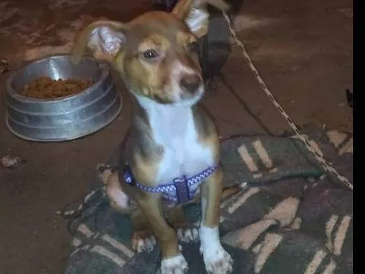 Cachorro ra a SRD-ViraLata idade 2 a 6 meses nome Shakira