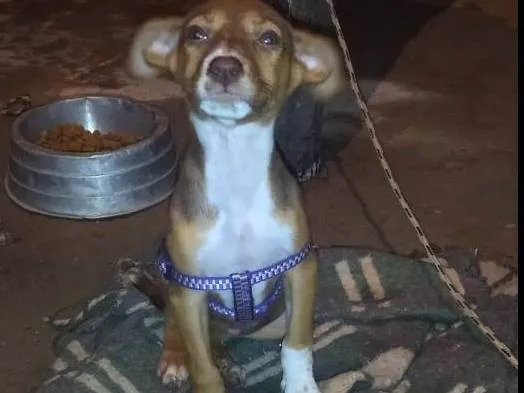 Cachorro ra a SRD-ViraLata idade 2 a 6 meses nome Shakira