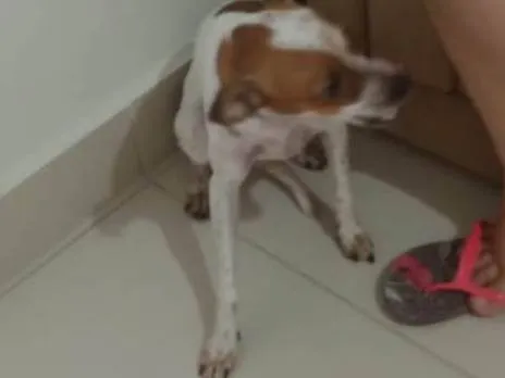 Cachorro ra a Pinscher idade 1 ano nome Cloe