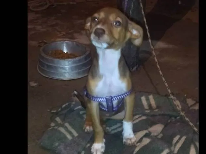 Cachorro ra a SRD-ViraLata idade 2 a 6 meses nome Shakira