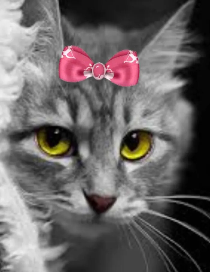 Gato ra a Mestica  idade 2 a 6 meses nome Cristal 