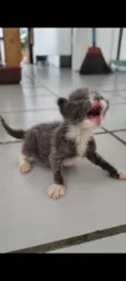 Gatos recém nascidos 