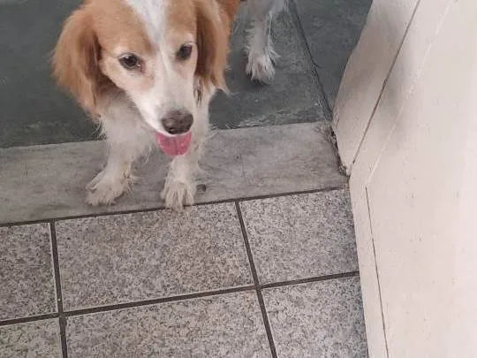 Cachorro ra a SRD-ViraLata idade 6 ou mais anos nome Bibi