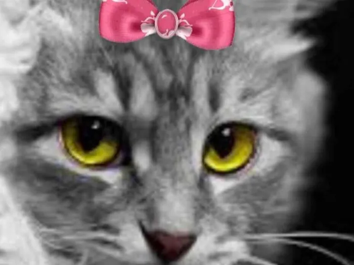 Gato ra a Mestica  idade 2 a 6 meses nome Cristal 