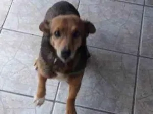 Cachorro raça Srd-vira lata idade 6 ou mais anos nome Tobby