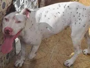 Cachorro raça Pitbul  idade 2 a 6 meses nome Branca