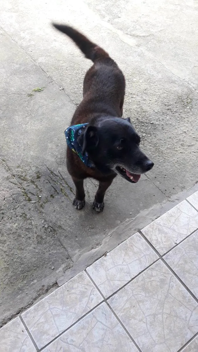 Cachorro ra a SRD-ViraLata idade 6 ou mais anos nome Puff