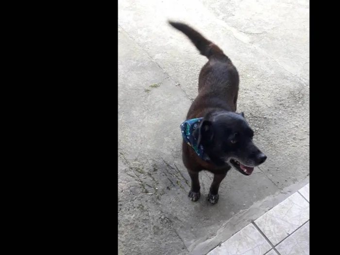 Cachorro ra a SRD-ViraLata idade 6 ou mais anos nome Puff