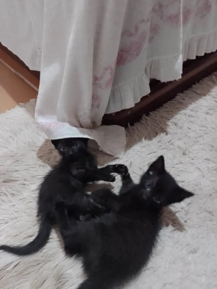 Gato ra a Desconhecido  idade Abaixo de 2 meses nome Sem nome 
