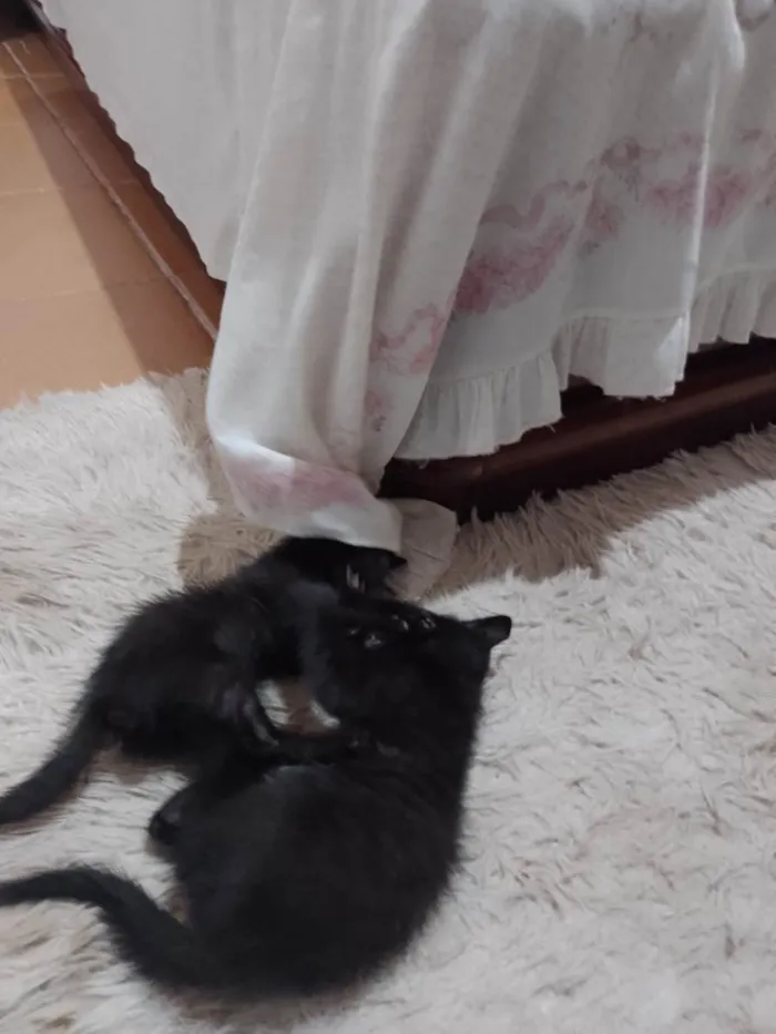 Gato ra a Desconhecido  idade Abaixo de 2 meses nome Sem nome 