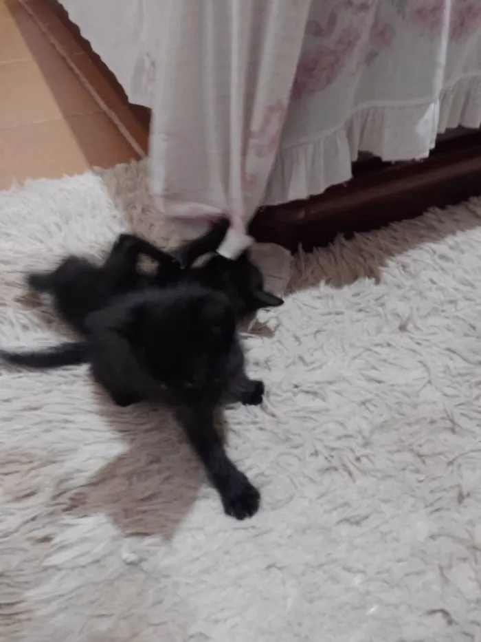 Gato ra a Desconhecido  idade Abaixo de 2 meses nome Sem nome 