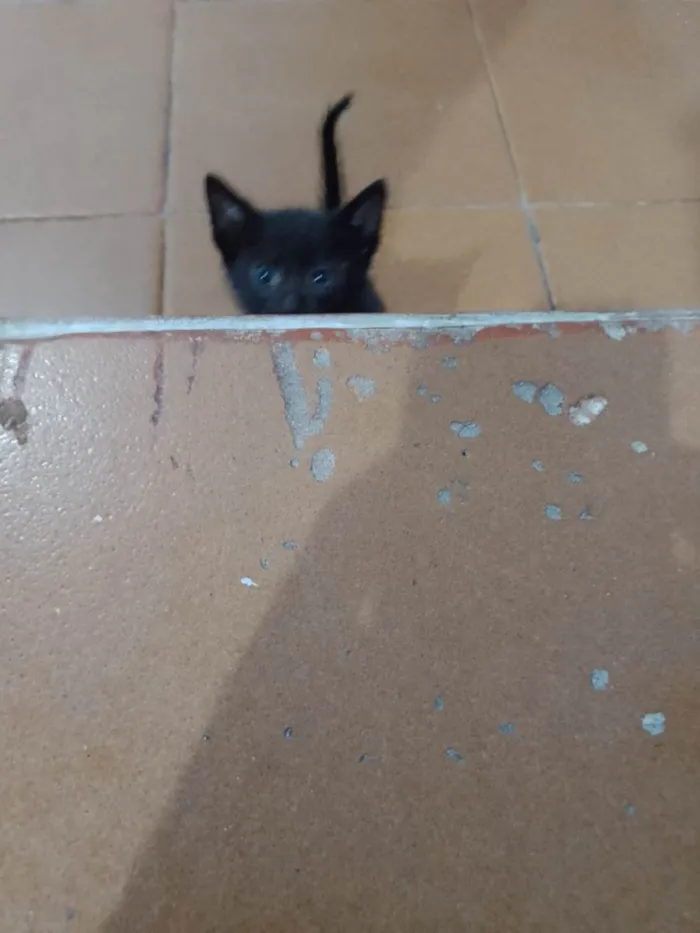 Gato ra a Desconhecido  idade Abaixo de 2 meses nome Sem nome 