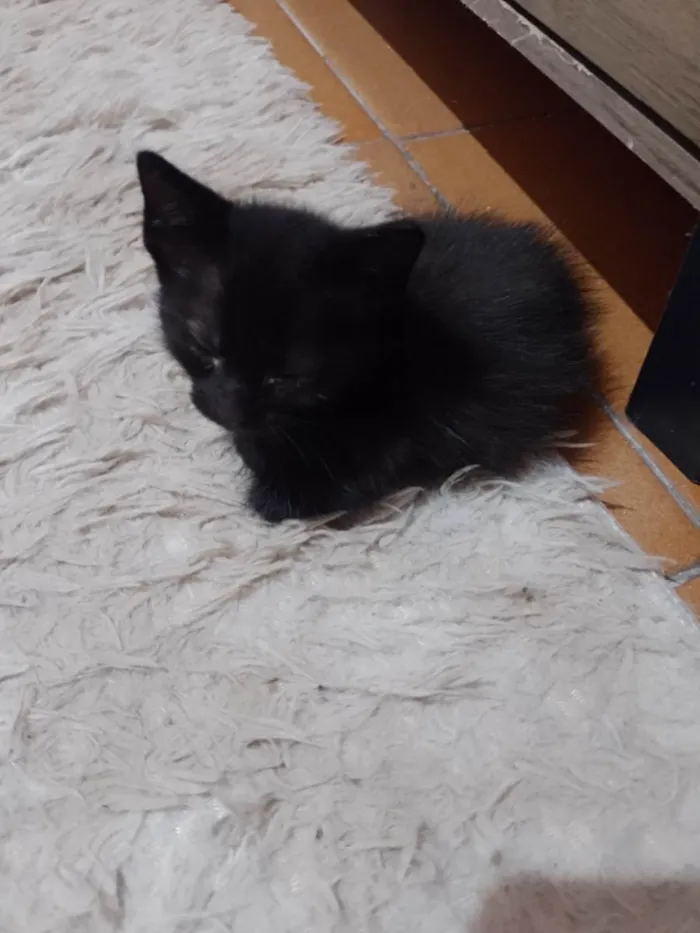 Gato ra a Desconhecido  idade Abaixo de 2 meses nome Sem nome 