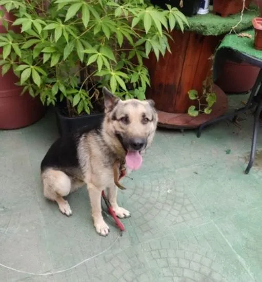 Cachorro ra a Pastor Alemão idade 2 anos nome Dolar