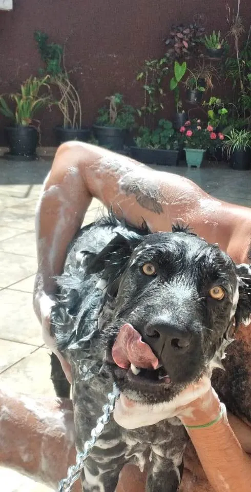 Cachorro ra a SRD-ViraLata idade 1 ano nome BILLY