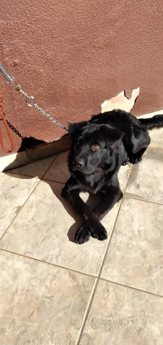 Cachorro ra a SRD-ViraLata idade 1 ano nome BILLY
