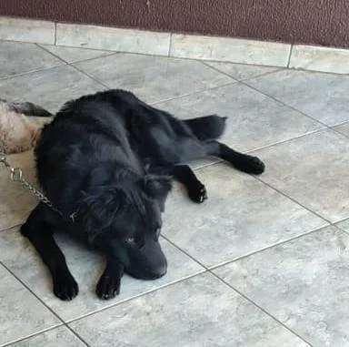Cachorro ra a SRD-ViraLata idade 1 ano nome BILLY
