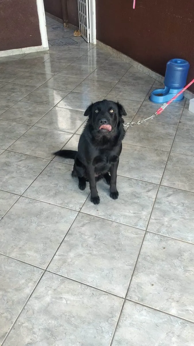 Cachorro ra a SRD-ViraLata idade 1 ano nome BILLY