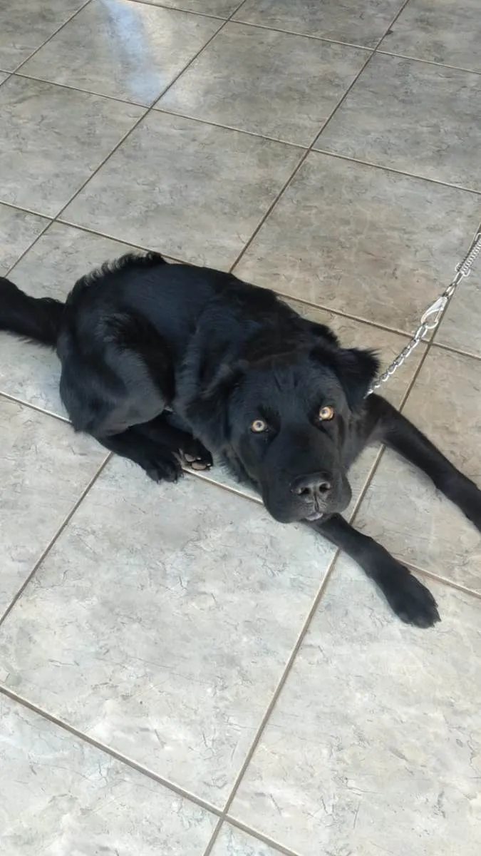 Cachorro ra a SRD-ViraLata idade 1 ano nome BILLY