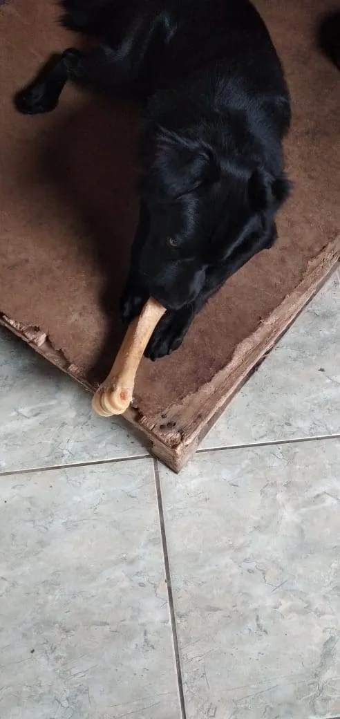 Cachorro ra a SRD-ViraLata idade 1 ano nome BILLY