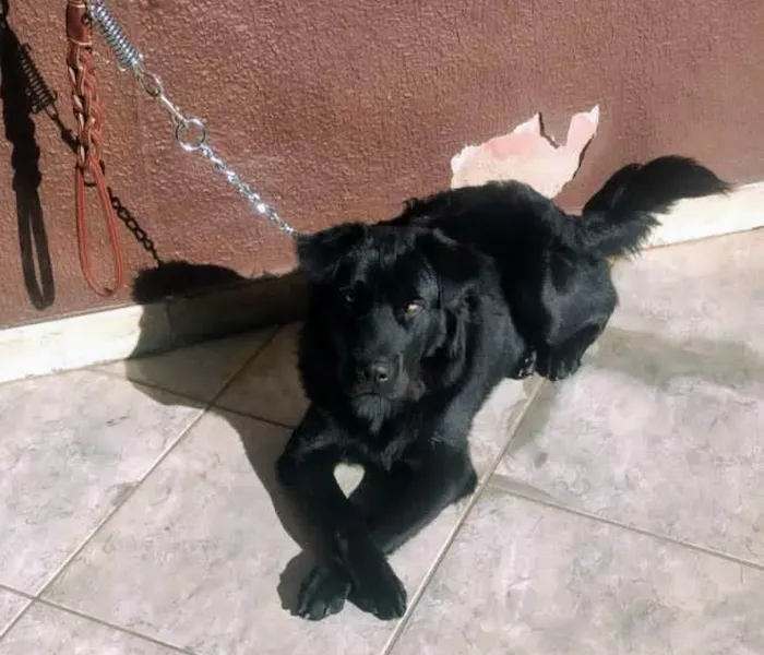 Cachorro ra a SRD-ViraLata idade 1 ano nome BILLY