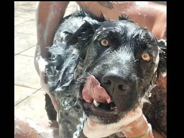 Cachorro ra a SRD-ViraLata idade 1 ano nome BILLY