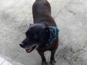 Cachorro raça SRD-ViraLata idade 6 ou mais anos nome Puff