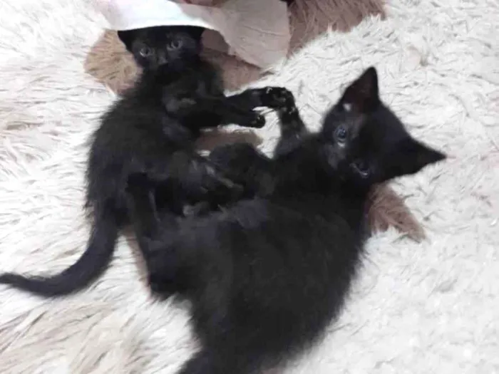 Gato ra a Desconhecido  idade Abaixo de 2 meses nome Sem nome 