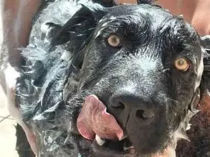 Cachorro ra a SRD-ViraLata idade 1 ano nome BILLY