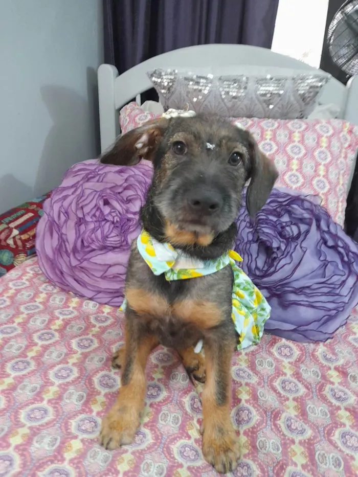 Cachorro ra a SRD-ViraLata idade 2 a 6 meses nome Filhote 4 meses