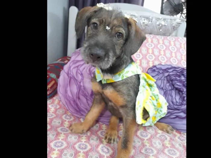 Cachorro ra a SRD-ViraLata idade 2 a 6 meses nome Filhote 4 meses