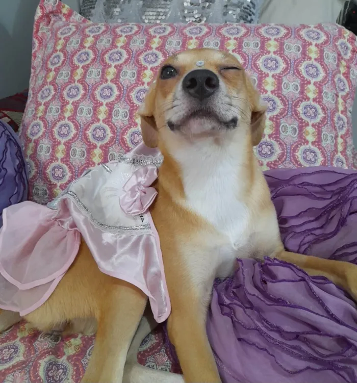 Cachorro ra a SRD-ViraLata idade 7 a 11 meses nome Juliette