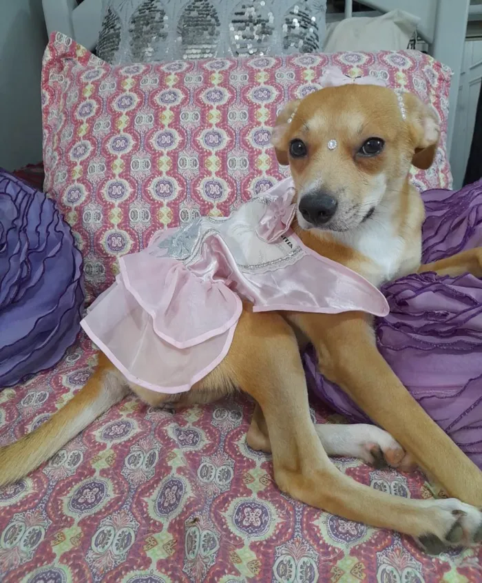 Cachorro ra a SRD-ViraLata idade 7 a 11 meses nome Juliette