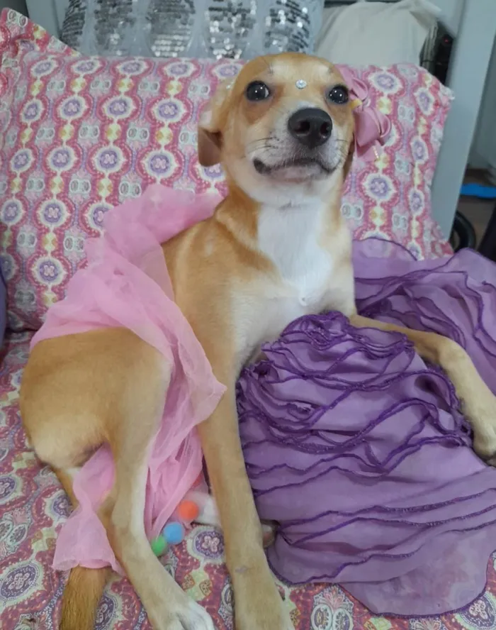 Cachorro ra a SRD-ViraLata idade 7 a 11 meses nome Juliette
