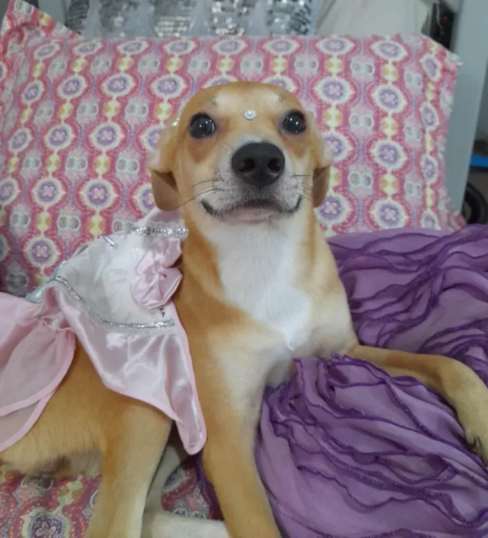 Cachorro ra a SRD-ViraLata idade 7 a 11 meses nome Juliette