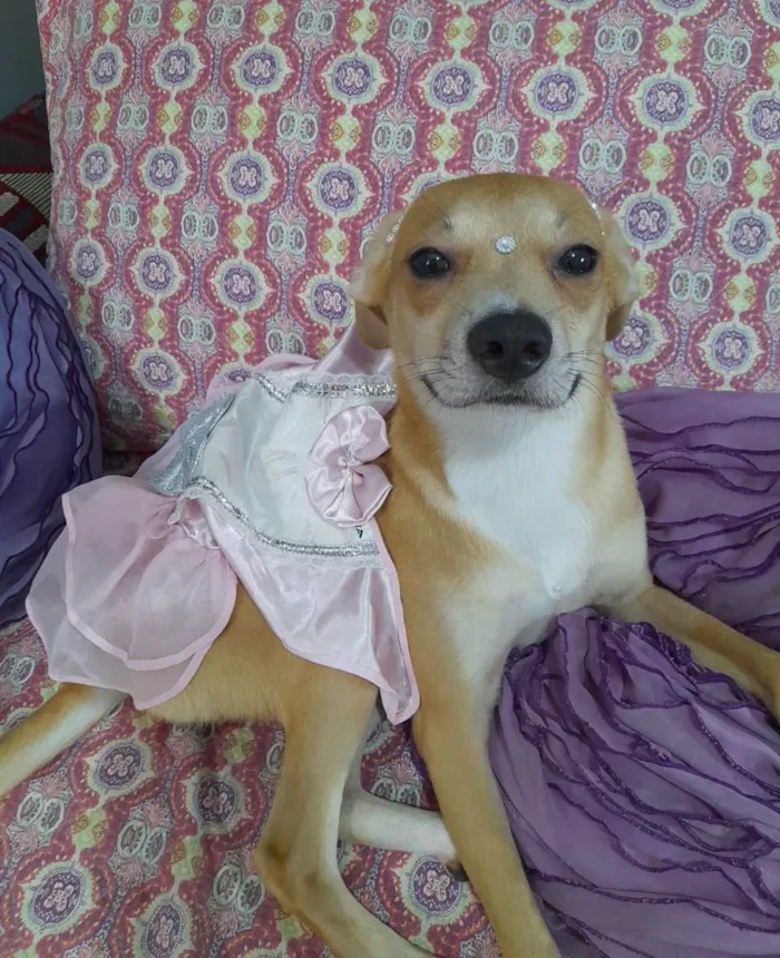 Cachorro ra a SRD-ViraLata idade 7 a 11 meses nome Juliette