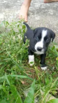 Cachorro de rua