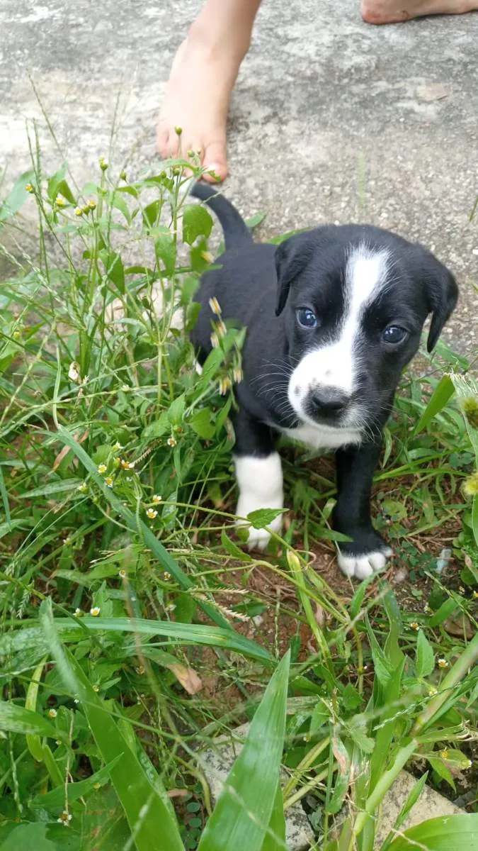 Cachorro ra a SRD-ViraLata idade Abaixo de 2 meses nome Cachorro de rua