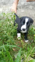 Cachorro de rua