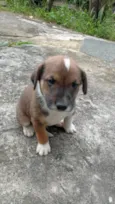 Cachorro de rua