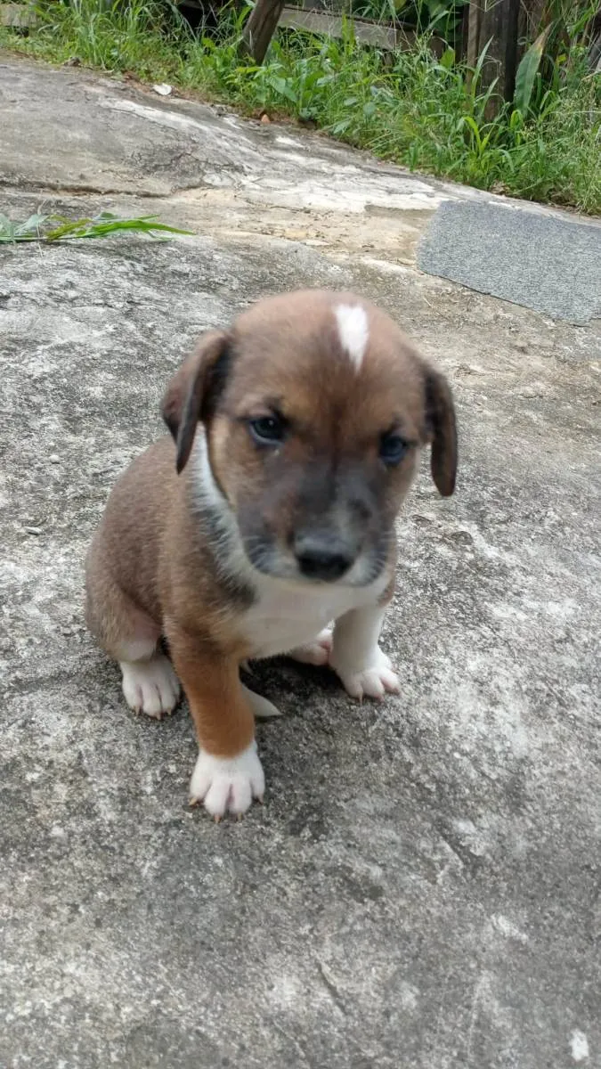 Cachorro ra a SRD-ViraLata idade Abaixo de 2 meses nome Cachorro de rua