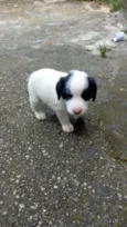 Cachorro de rua