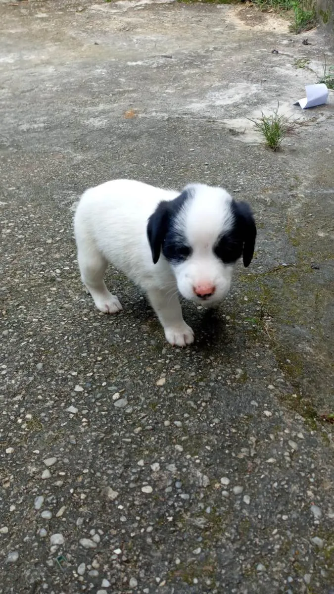Cachorro ra a SRD-ViraLata idade Abaixo de 2 meses nome Cachorro de rua