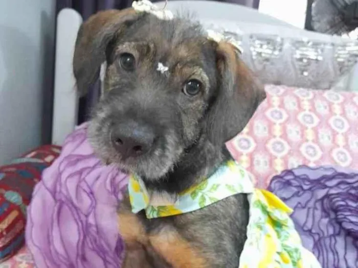 Cachorro ra a SRD-ViraLata idade 2 a 6 meses nome Filhote 4 meses