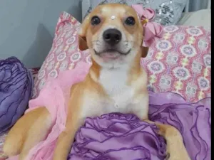 Cachorro raça SRD-ViraLata idade 7 a 11 meses nome Juliette