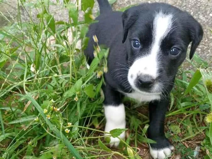Cachorro ra a SRD-ViraLata idade Abaixo de 2 meses nome Cachorro de rua