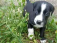 Cachorro de rua
