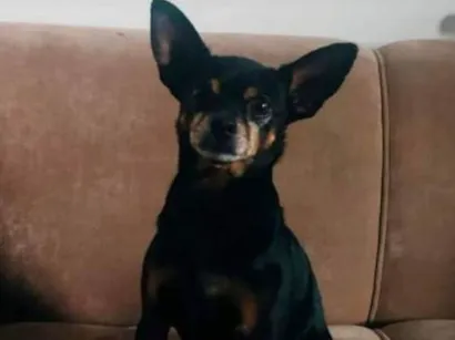 Cachorro raça Pinscher idade 5 anos nome Billi 