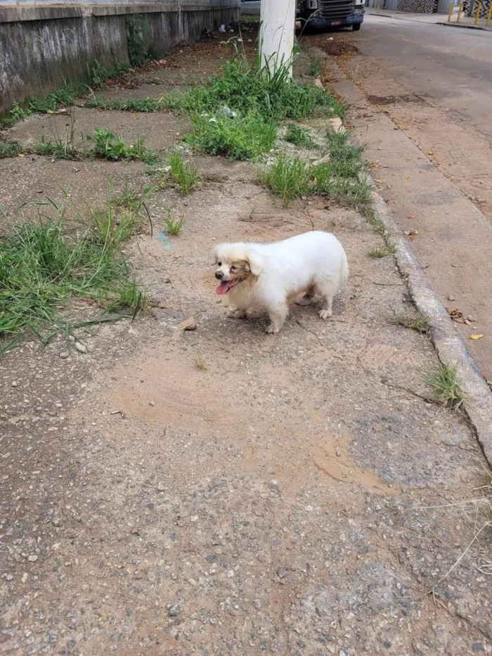 Cachorro ra a Chiahuahua idade 6 ou mais anos nome Max